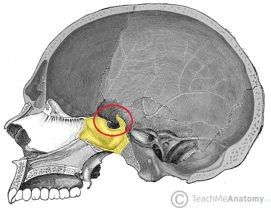 Fig 1.2 - Sagittal section of the skull, showing the saddle-like sella turcica.