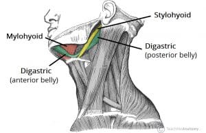 Lateral view of the neck highlighting the digastric, mylohyoid, and stylohyoid suprahyoid muscles.