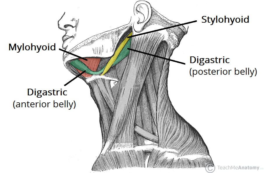 anterior belly of digastric imuscle nnervation
