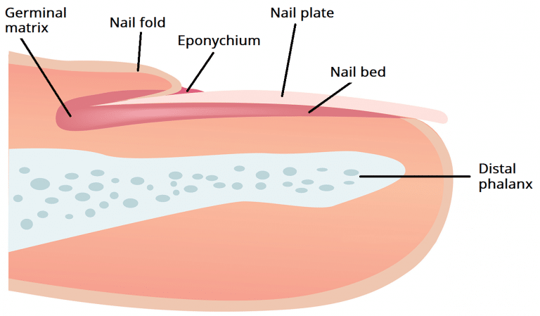 The Nail Unit - Plate - Germinal Matrix - Bed - TeachMeAnatomy