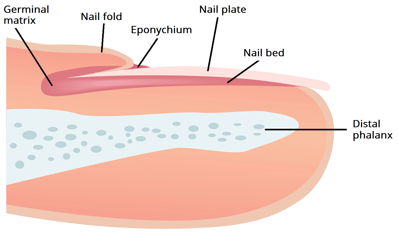 Bed in nail Nail bed