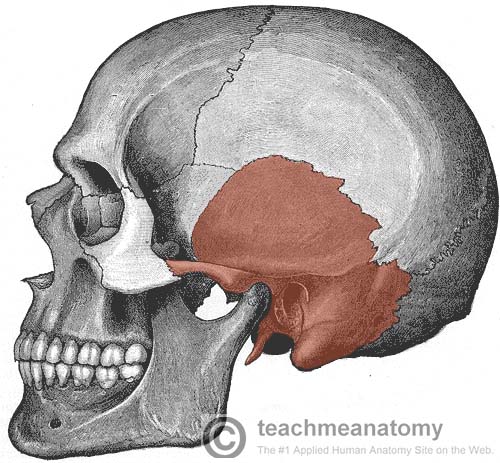 Bones of the Skull - Structure - Fractures - TeachMeAnatomy