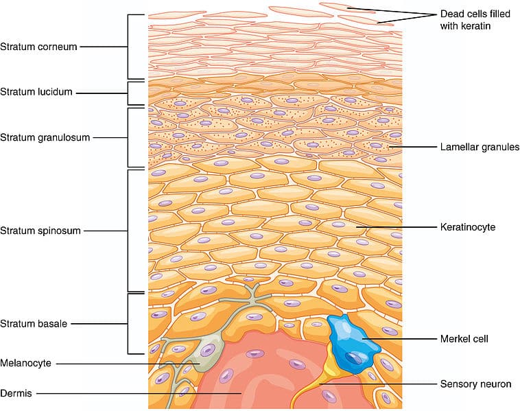 Skin Ultrastructure - Epidermis - Dermis - TeachMeAnatomy