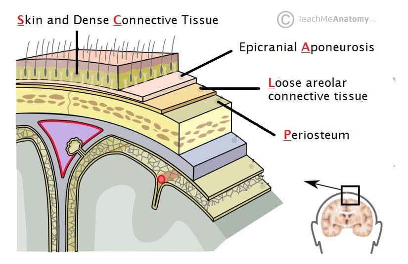 brain tissue layers