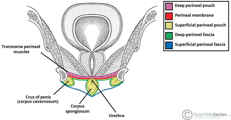 investing layer of deep perineal fascia lata