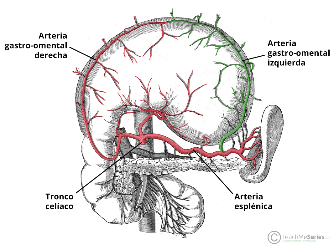Ilustración de la arteria gastro-epiploica izquierda, en la que se muestra su origen en la arteria esplénica, cerca del hilio del bazo.