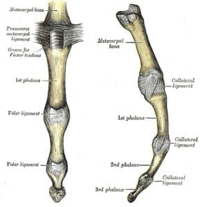 Structures of the Hand - Tendons - Ligaments - TeachMeAnatomy