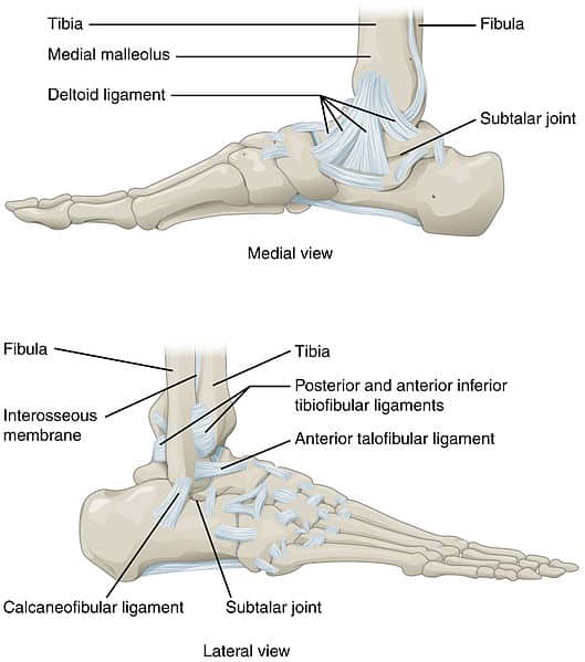 medial ankle ligaments