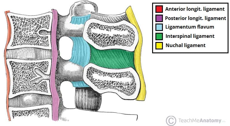 Fig 1.2 - Ligaments of the cervical spine. 