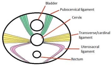 Fig 1.3 - The major ligaments of the cervix.