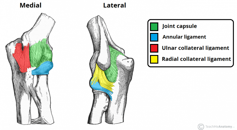 The Elbow Joint Biology Diagrams