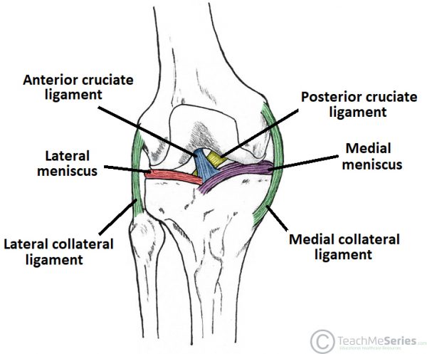 The Knee Joint Articulations Movements Injuries TeachMeAnatomy