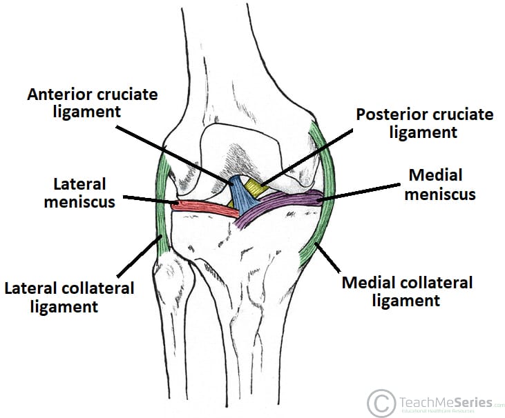 The Knee Joint - Articulations - Movements - Injuries - TeachMeAnatomy