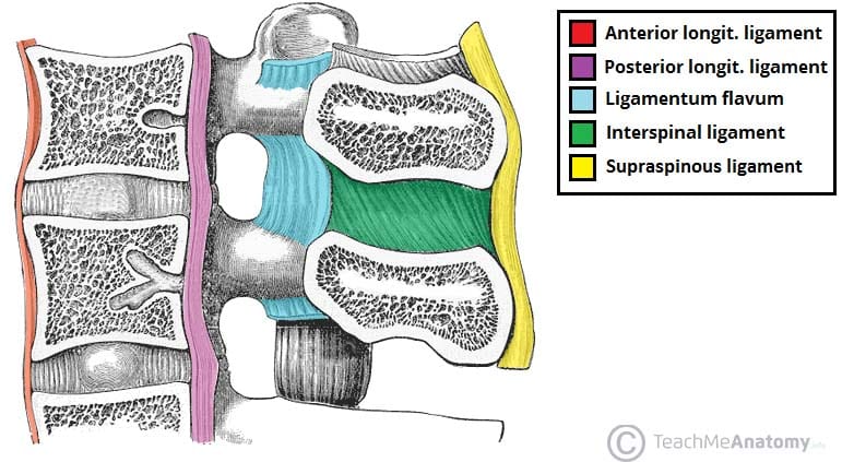 Fig 1.2 - Ligaments of the lumbar vertebrae