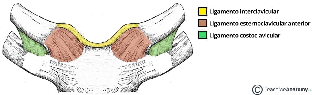 Diagrama que ilustra los principales ligamentos de la articulación esternoclavicular.