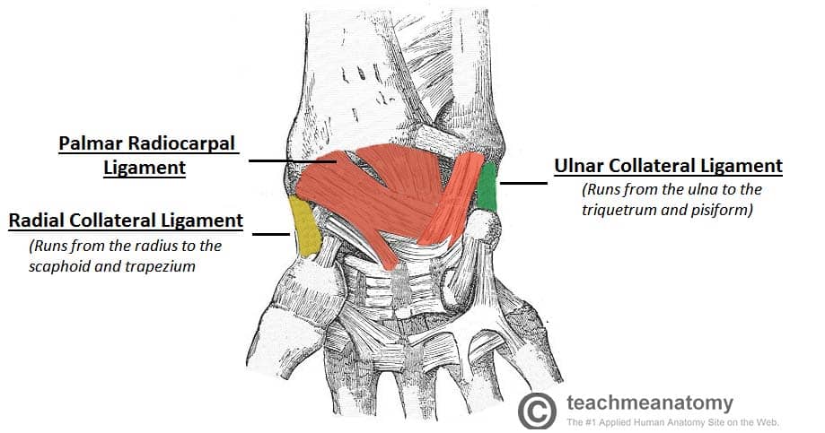 Wrist Joint Anatomy