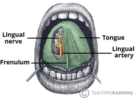 Fig 1.2 - The lingual nerve provides sensory innervation to the tongue.