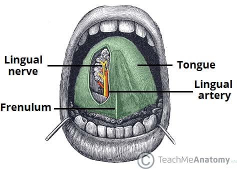 anatomy of underside of tongue