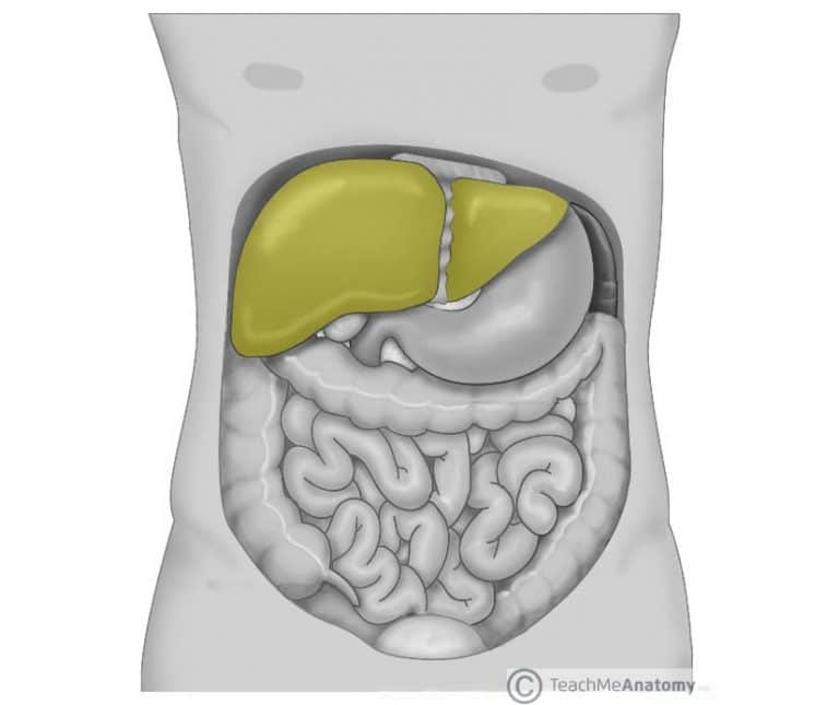 The Accessory Organs of the Abdomen TeachMeAnatomy