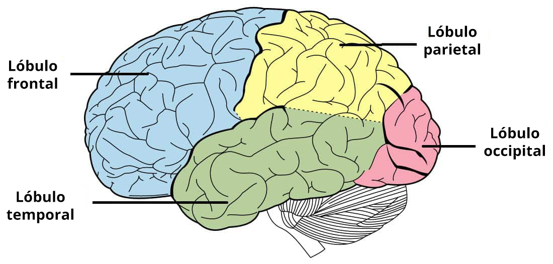 Ilustración de los lóbulos de la corteza cerebral, en la que se destacan sus regiones anatómicas.