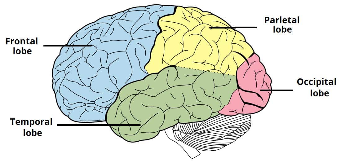 Fig 1.2 - The lobes of the cerebral cortex.