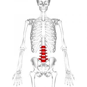 Fig 1.0 - Overview of the location of the lumbar vertebrae