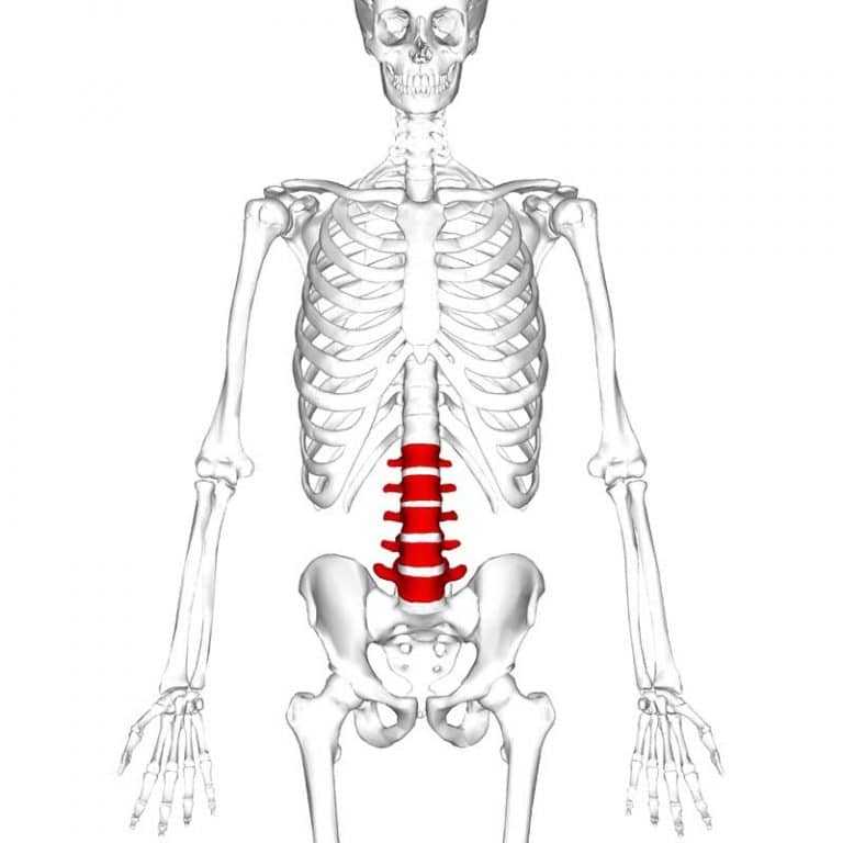 The Lumbar Spine Joints Ligaments Teachmeanatomy