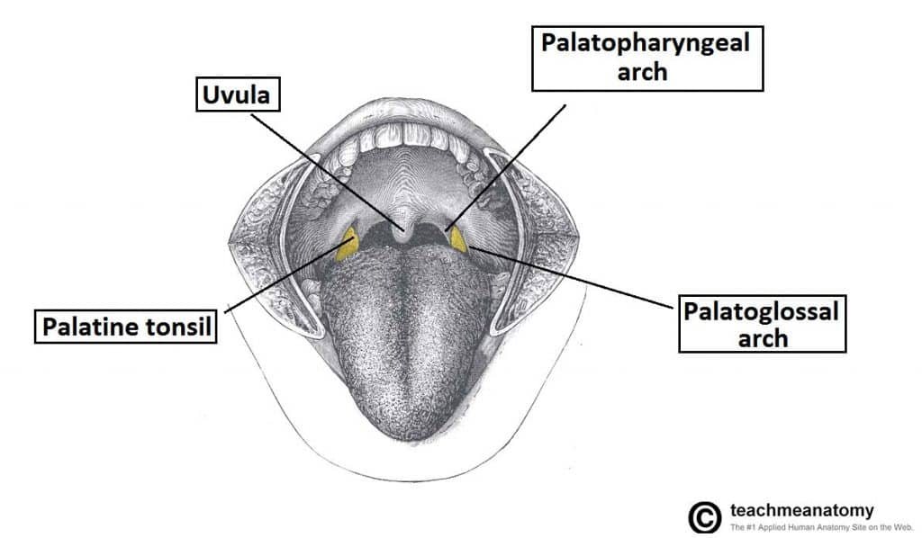 The Tonsils Waldeyers Ring Lingual Pharyngeal Palatine Tubal