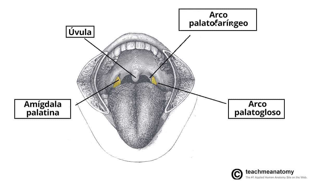 Ilustración que muestra la ubicación de las amígdalas palatinas en la orofaringe.