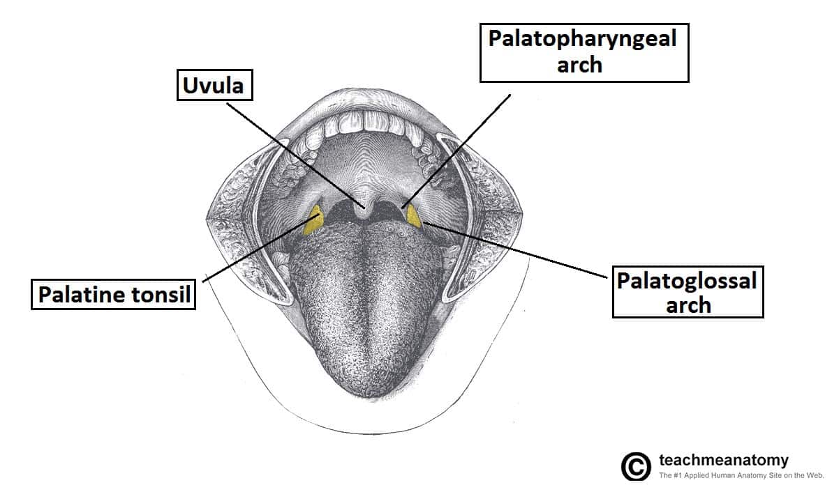 Fig 6 - Location of the palatine tonsil in the oropharynx
