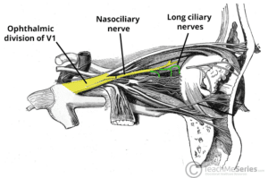 Illustration of the course of the long ciliary nerves, highlighting their origin from the nasociliary nerve.