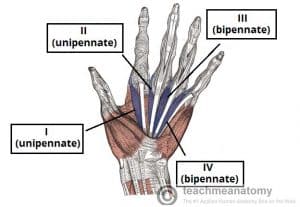 Illustration of the lumbricals of the hand, highlighting their unipennate and bipennate structures.