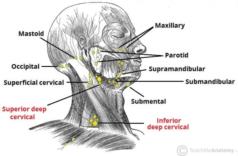 one lymph node on back of head