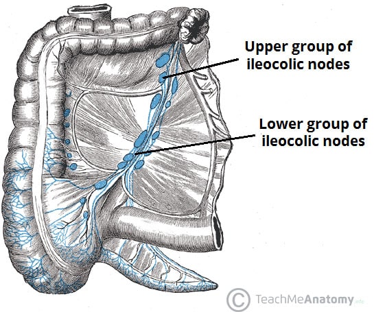 Fig 3 - Lymphatic drainage of the cecum and appendix.
