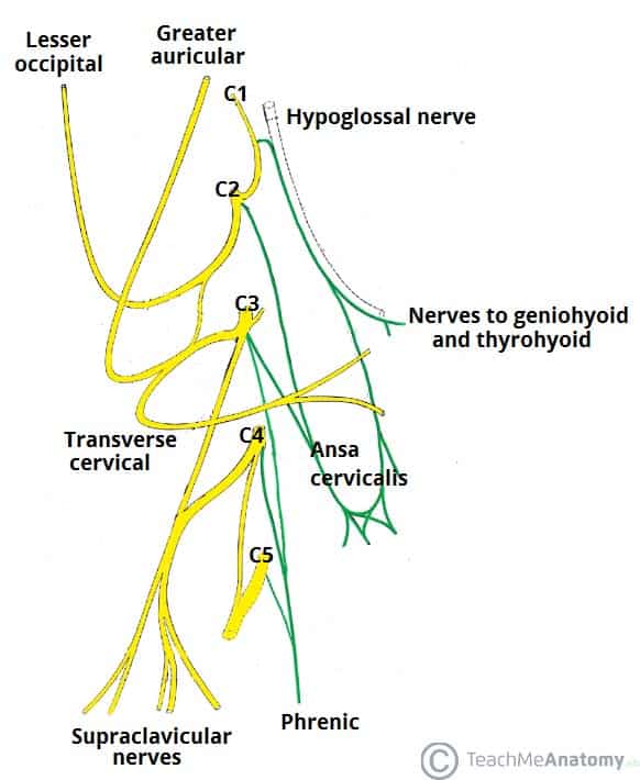 major nerves of the body