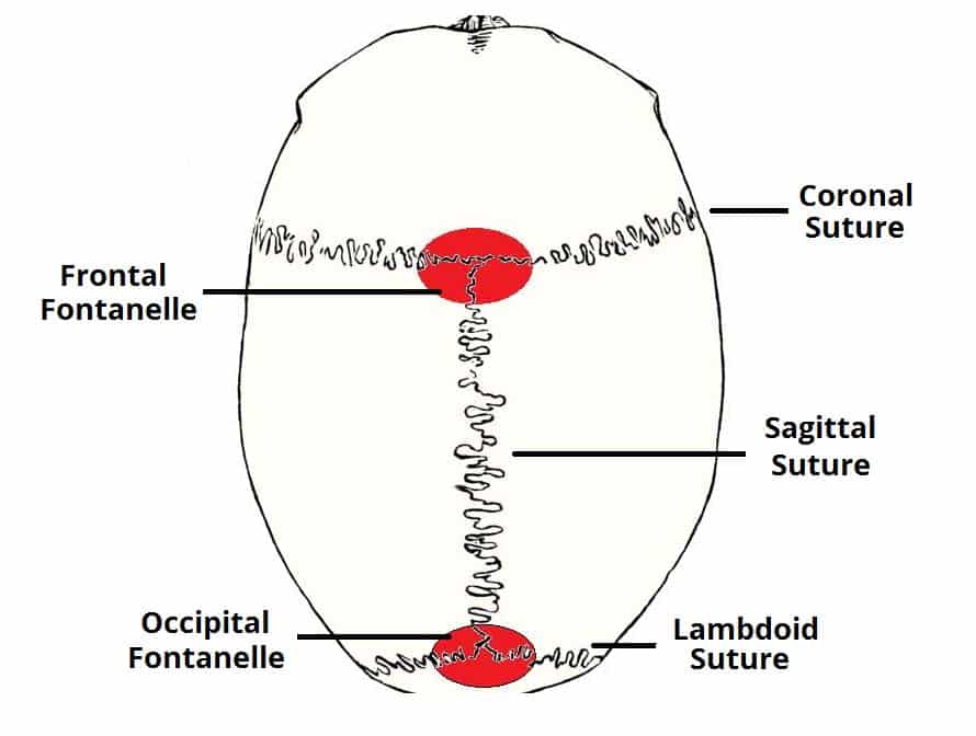 skull labeled sutures