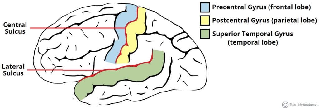 Fig 1.1 - The notable sulci and gyri of the cerebrum.