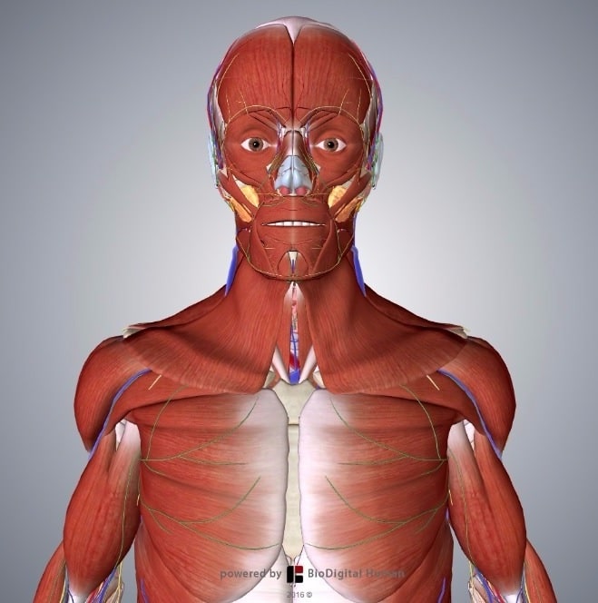 3D Human Body - TeachMeAnatomy