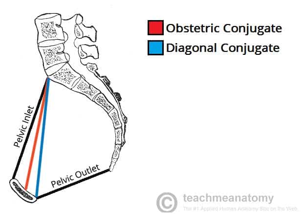 1: Anterior view of the pelvic girdle. Adapted from [Van de Graaff