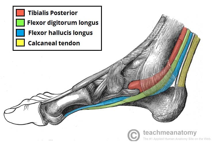 Fig 1.2 - Medial view of the tendons of the posterior leg.