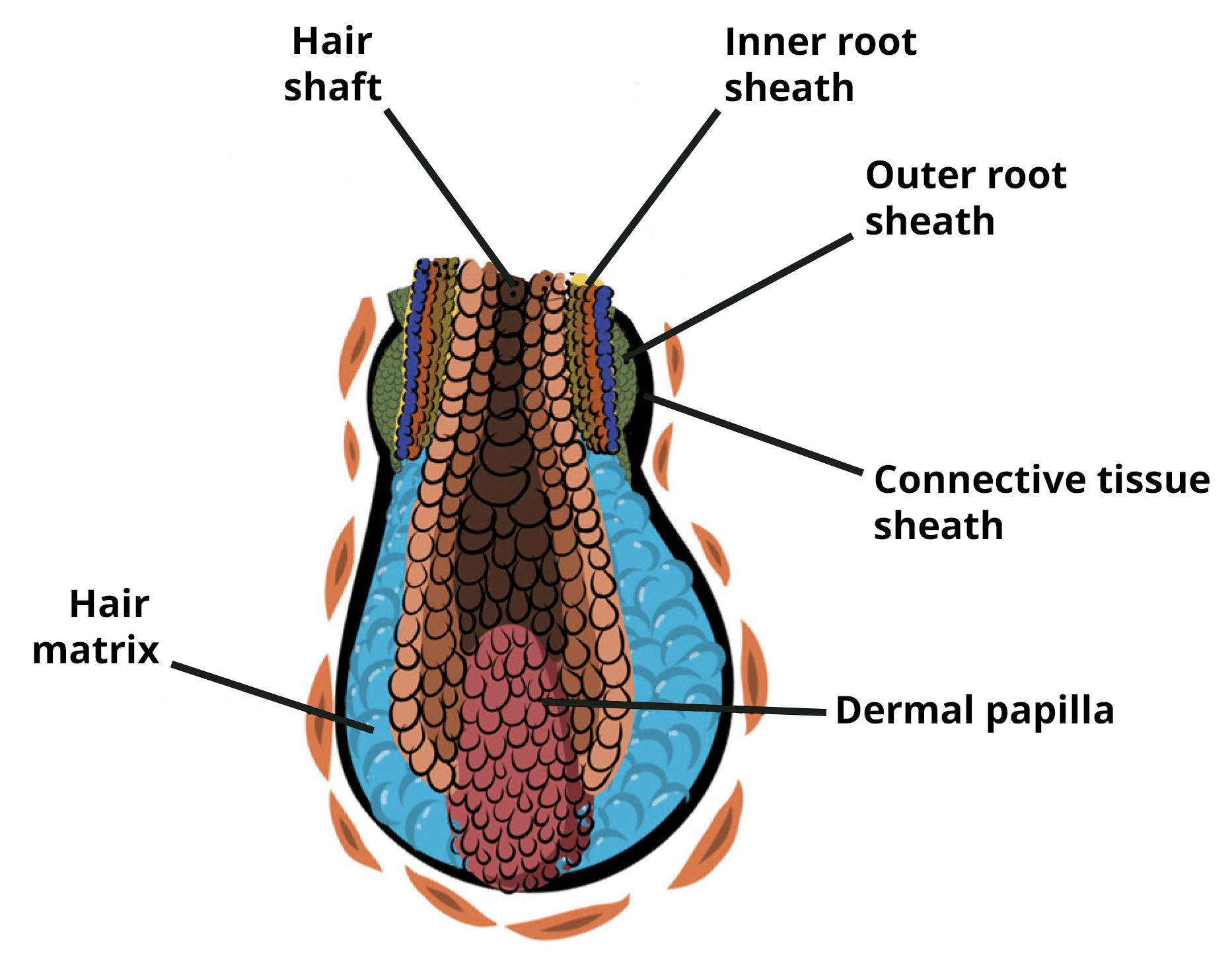 Hair Follicle Anatomy Structure And Growth Cycle TeachMeAnatomy