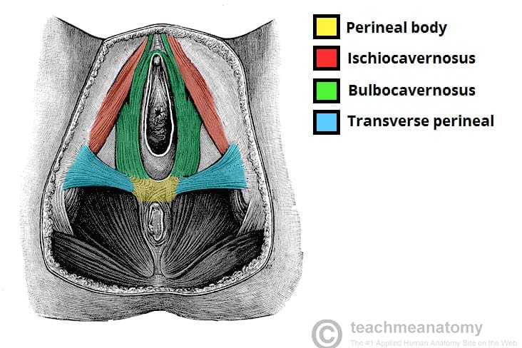Fascial Layers - Deep - Superficial - TeachMeAnatomy
