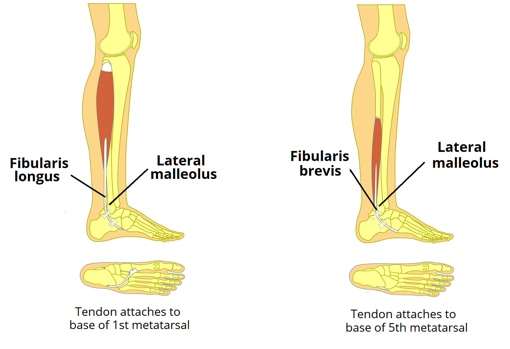 Tendon On Lateral Side Of Foot Outlet Emergencydentistry