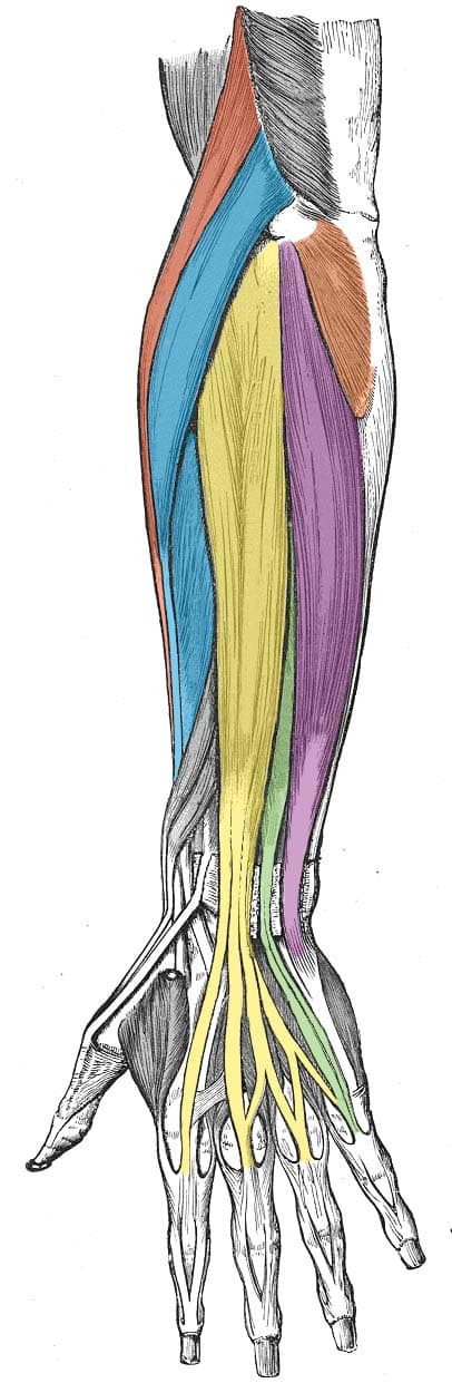 The Upper Limb - TeachMeAnatomy
