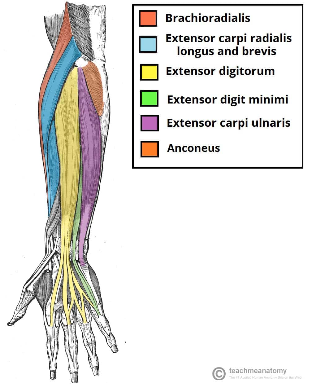 Muscles of the Posterior Forearm 