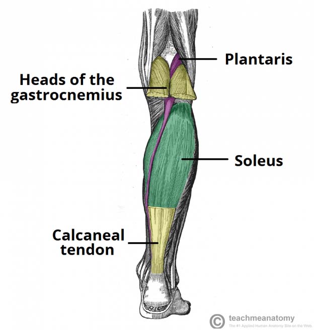 Lower Leg Muscle Diagram