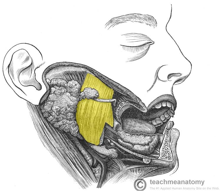 retraction of mandible