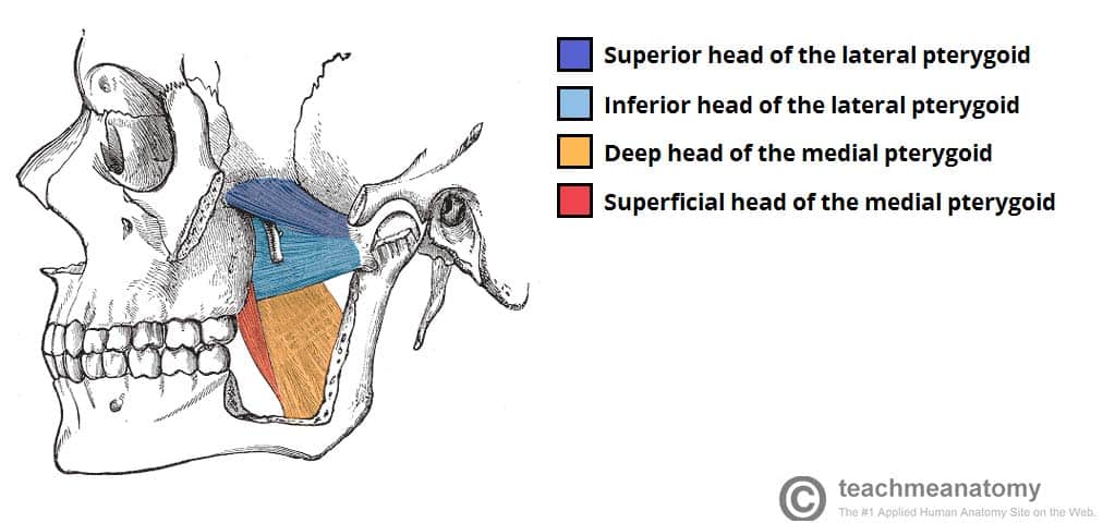 Fig 1.2 - The medial and lateral pterygoids.