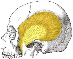 Illustration of the temporalis muscle, highlighting its structure and function in mastication.