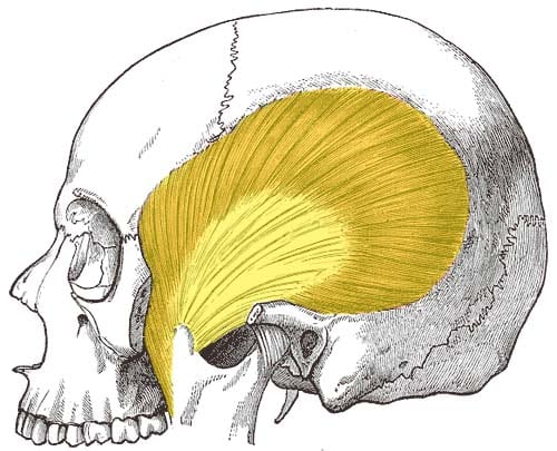 Fig 1.1 - The temporalis muscle.